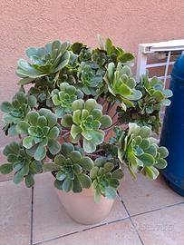 Pianta succulenta aeonium