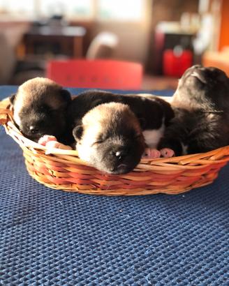 Akita Americano