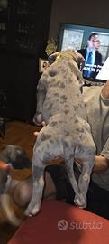 Cuccioli american bully