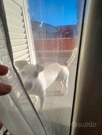 Cane per accoppiamento