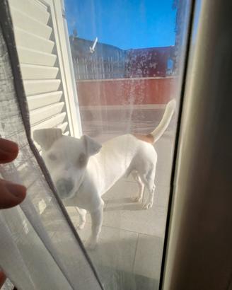 Cane per accoppiamento