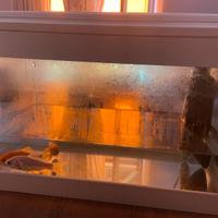Acquario