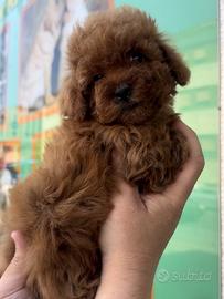 Cuccioli di barboncini mini toy super