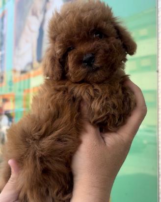 Cuccioli di barboncini mini toy super