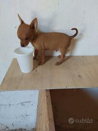 Pincher e chihuahua