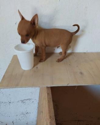 Pincher e chihuahua