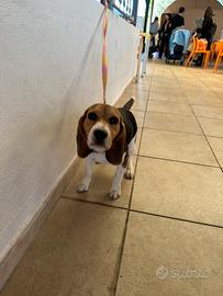 Beagle Femmina di 6 mesi con pedigree