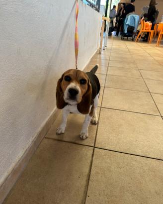 Beagle Femmina di 6 mesi con pedigree