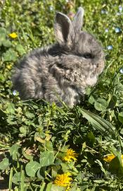 Coniglio testa di leone nano