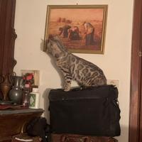 Gatte adulte razza pura Bengala pedigree