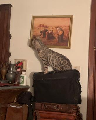 Gatte adulte razza pura Bengala pedigree