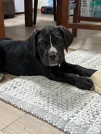 Cane corso