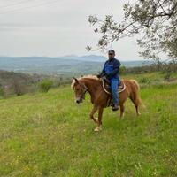 Cavalla Haflinger