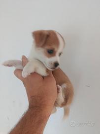 Cuccioli di jack Russell mix