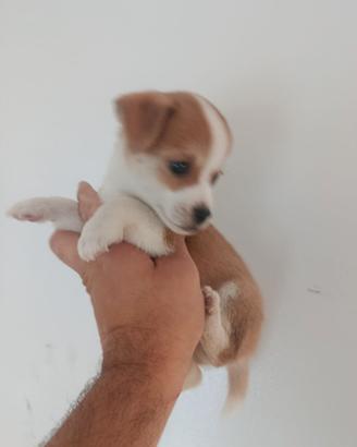 Cuccioli di jack Russell mix
