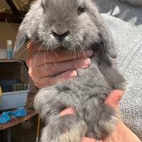 Ariete nano mini loop blu fata perlato