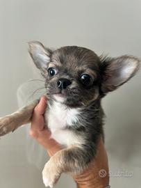 Chihuahua con pedigree enci
