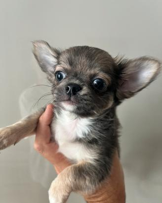 Chihuahua con pedigree enci