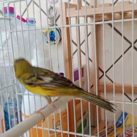 Canarino maschio spagnolo