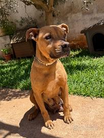 Ultimi due cuccioli simil pitbull