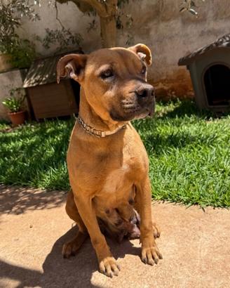 Ultimi due cuccioli simil pitbull