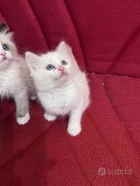 Ragdoll bianco crema point