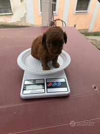 Barboni mini mini toy