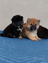 Shiba Inu pedigree Enci