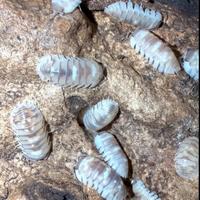 Armadillidium espanyoli "Marbelized"