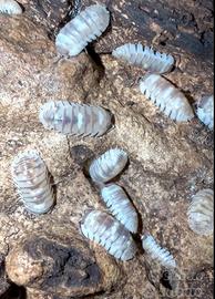 Armadillidium espanyoli "Marbelized"