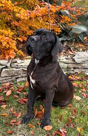 Cane corso cucciolone