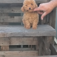 Femmina di barboncino Toy red