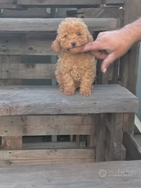 Femmina di barboncino Toy red