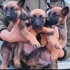 Cuccioli di malinois pastore belga
