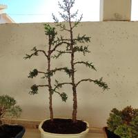  Prebonsai Boschetto cipressi 