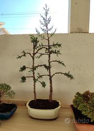  Prebonsai Boschetto cipressi 