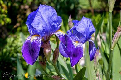 IRIS VIOLA