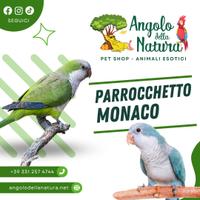 Pappagallo parrocchetto Monaco pet