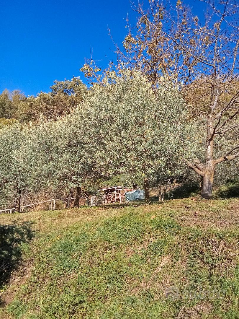 Casetta nel bosco con Frutteto - Vista 5