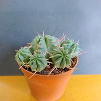 Cactus Euphorbia pulvinata