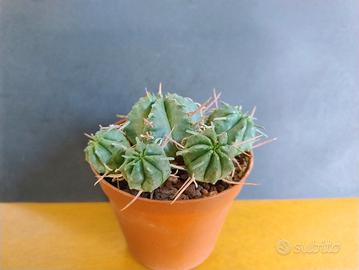 Cactus Euphorbia pulvinata