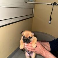 Bulldog francese