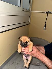 Bulldog francese