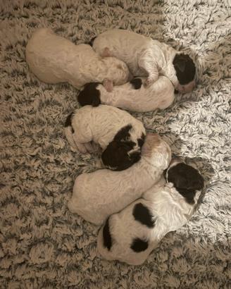 Lagotto Romagnolo