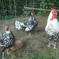 Polli Amburgo argento pagliettati nero