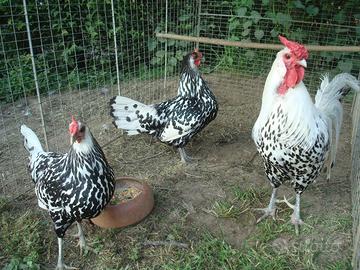 Polli Amburgo argento pagliettati nero