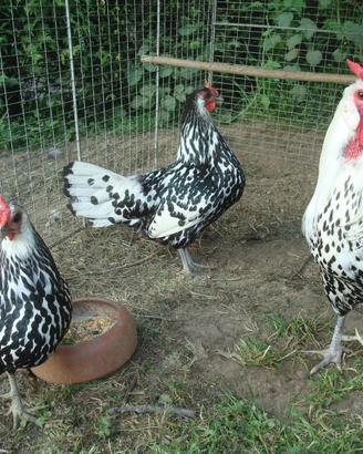 Polli Amburgo argento pagliettati nero