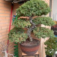 Bonsai Ginepro Procumbens