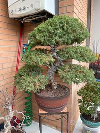 Bonsai Ginepro Procumbens