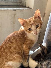 Gattini
